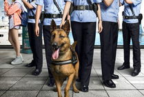 警犬电视剧,忠诚守护，正义同行